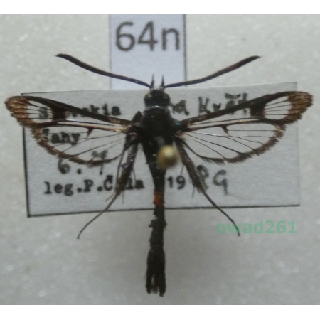 Synanthedon myopaeformis (Borkhausen, 1789) Czech64n